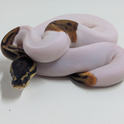 Hi White Piebald Het Albino Ball Python