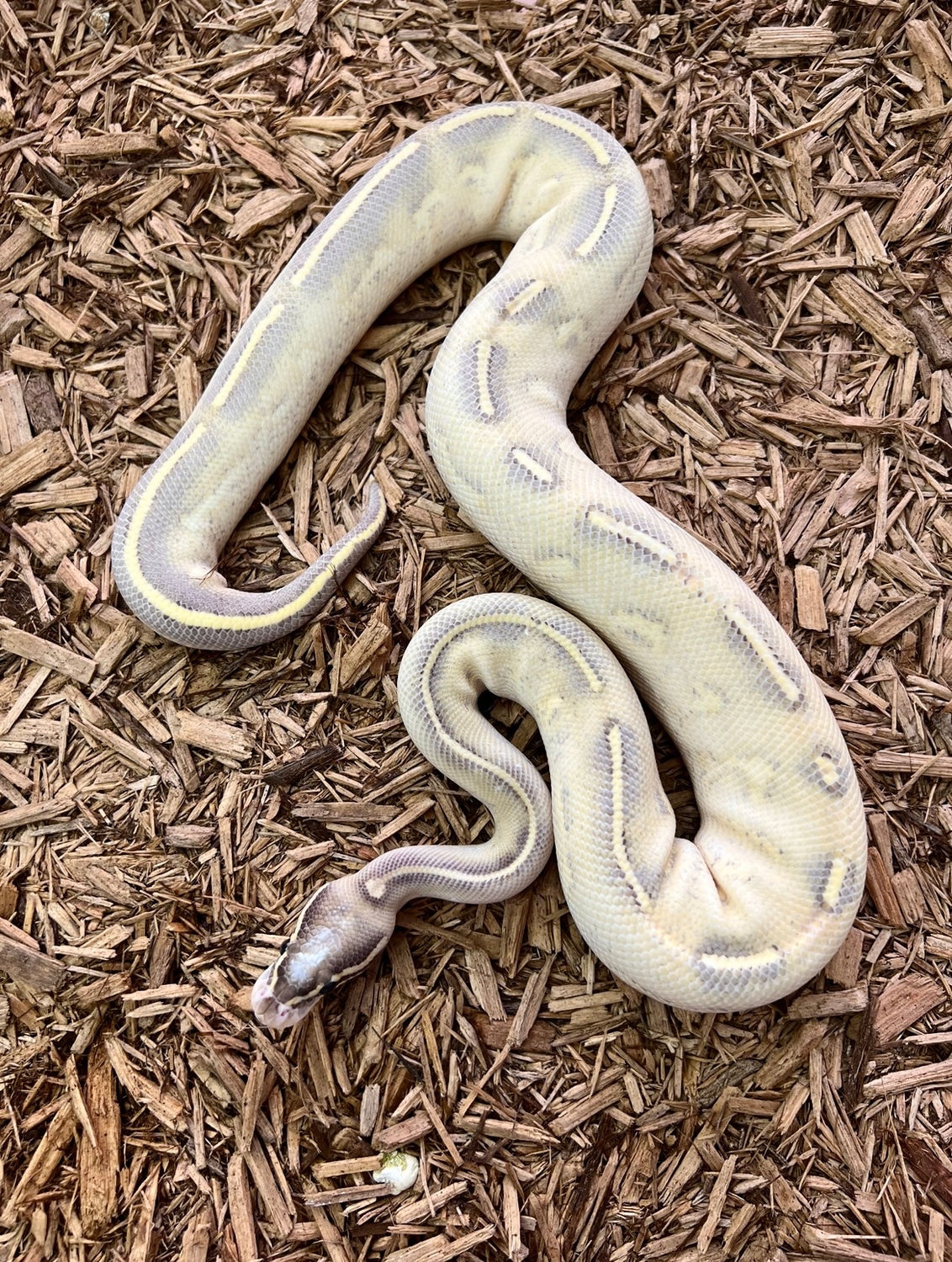Highway Ball Python by Balls Of Fury Ball Pythons MorphMarket