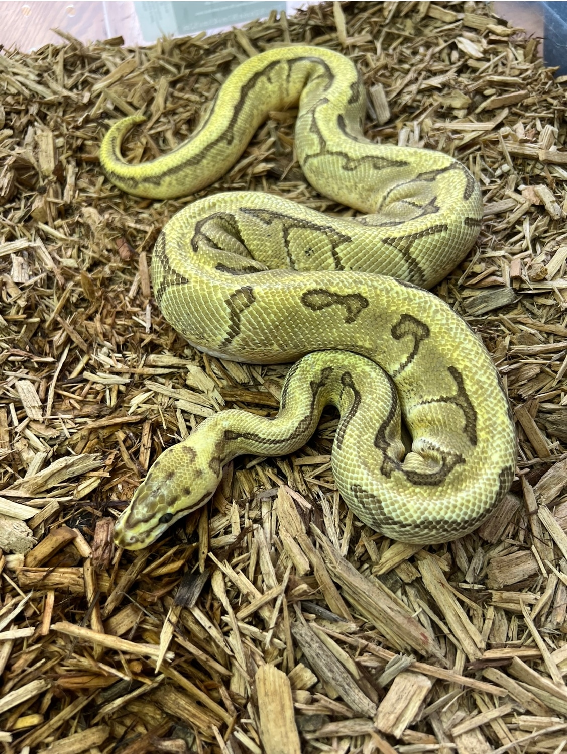 Enchi Pinstripe Het Desert Ghost Ball Python by Balls Of Fury Ball Pythons MorphMarket