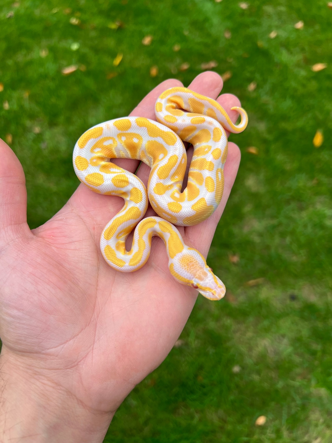 Lavender Albino 66 Het VPI Axanthic Ball Python by Balls Of Fury Ball Pythons MorphMarket