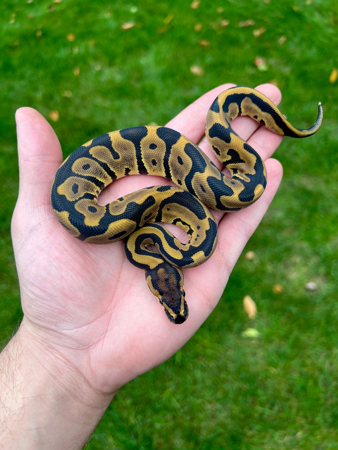 Leopard Het Albino Het Clown Ball Python by Balls Of Fury Ball Pythons ...