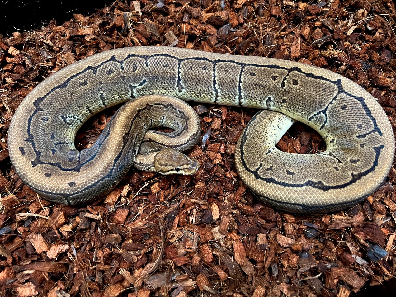 Pinstripe Ball Python by Balls Of Fury Ball Pythons MorphMarket