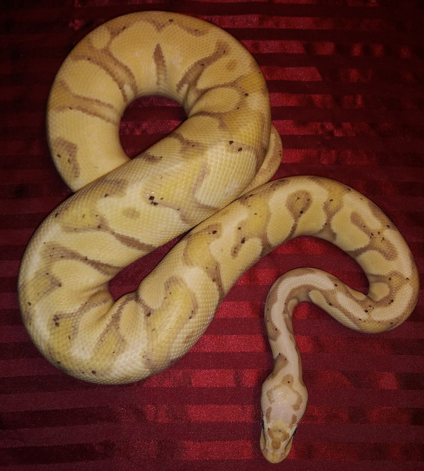 Male Pastel Banana Blade 100% Het Clown Ball Python by Shinigami