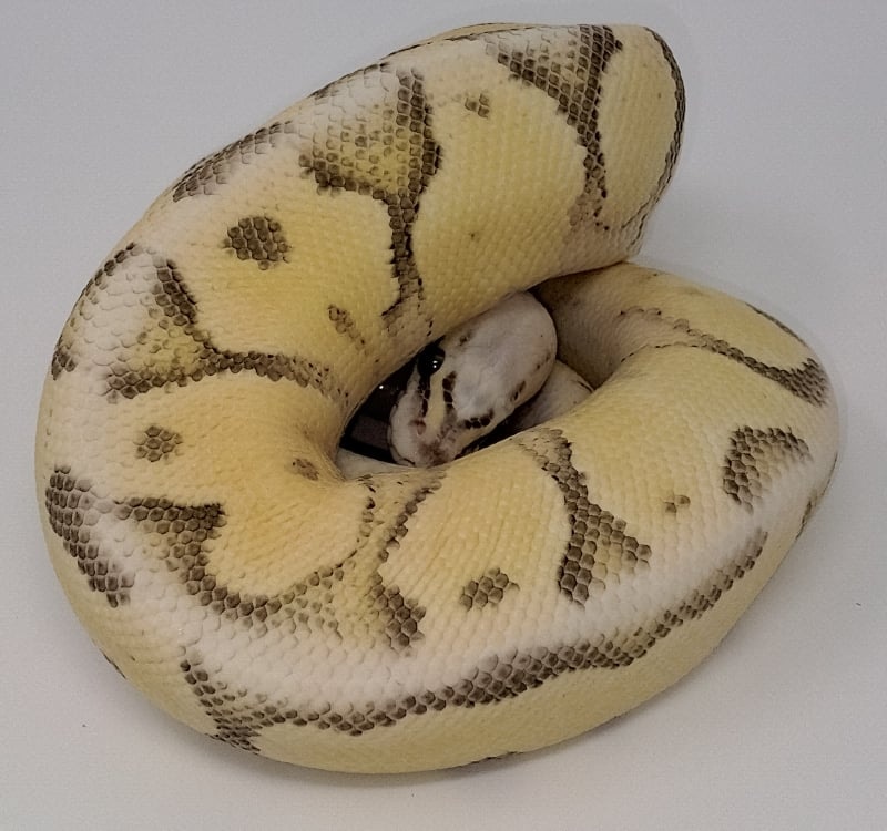 Super Pastel Super Vanilla Enchi Ball Python by Shinigami Serpents