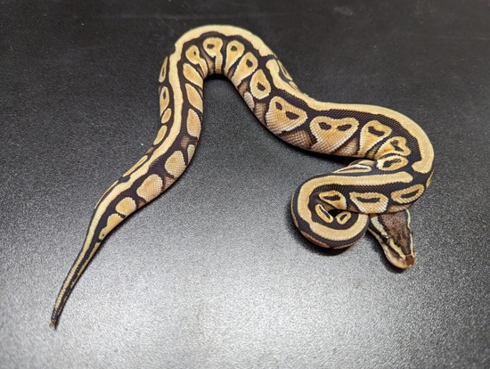 Russo Arroyo Ball Python by Shinigami Serpents