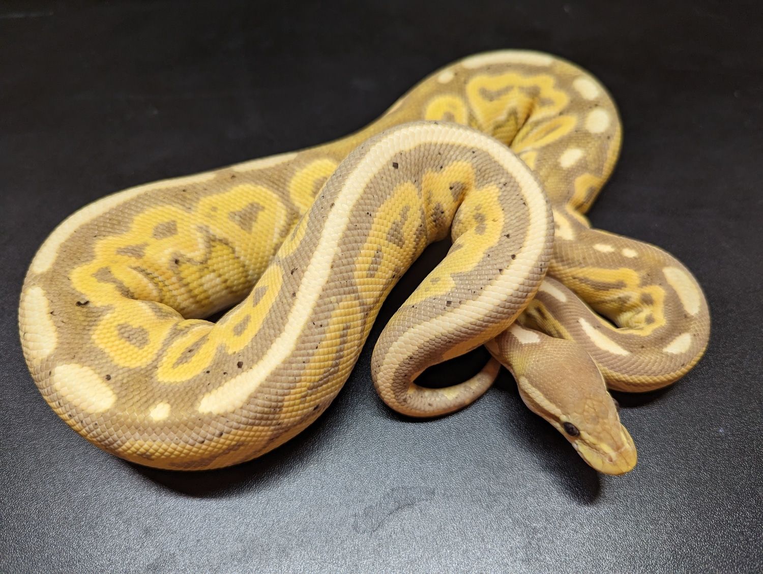 Banana YB Cinnamon Russo Ball Python by Shinigami Serpents - MorphMarket
