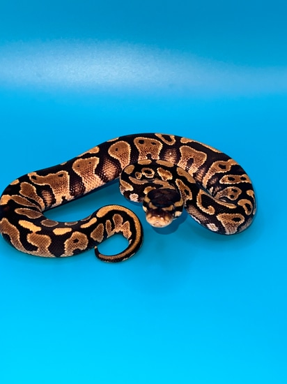 Het Pied Poss Yellow Belly Ball Python by Balls To The Wall Exotics