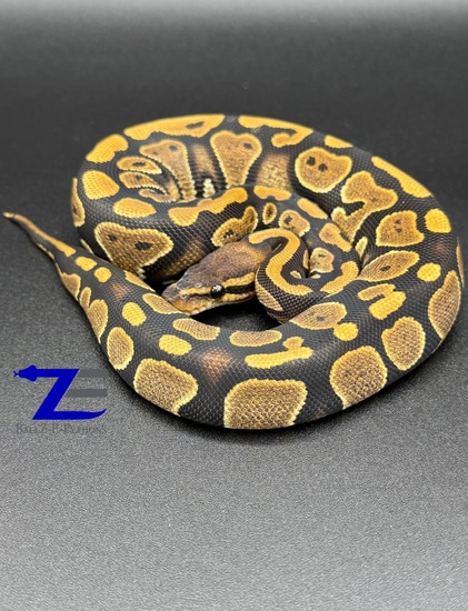 Mahogany Ball Python by Ballz-E-Pythons