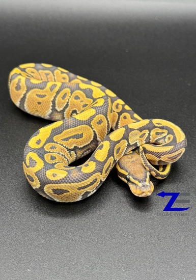 Hypo Ball Python by Ballz-E-Pythons