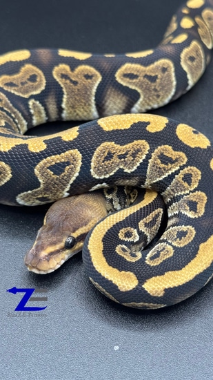 Mahogany Ball Python by Ballz-E-Pythons