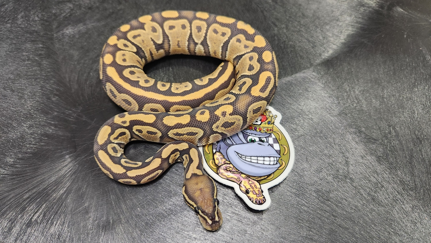 Hypo 100 Het Pied FREE SHIPPING! Ball Python by Banana Bred Royals