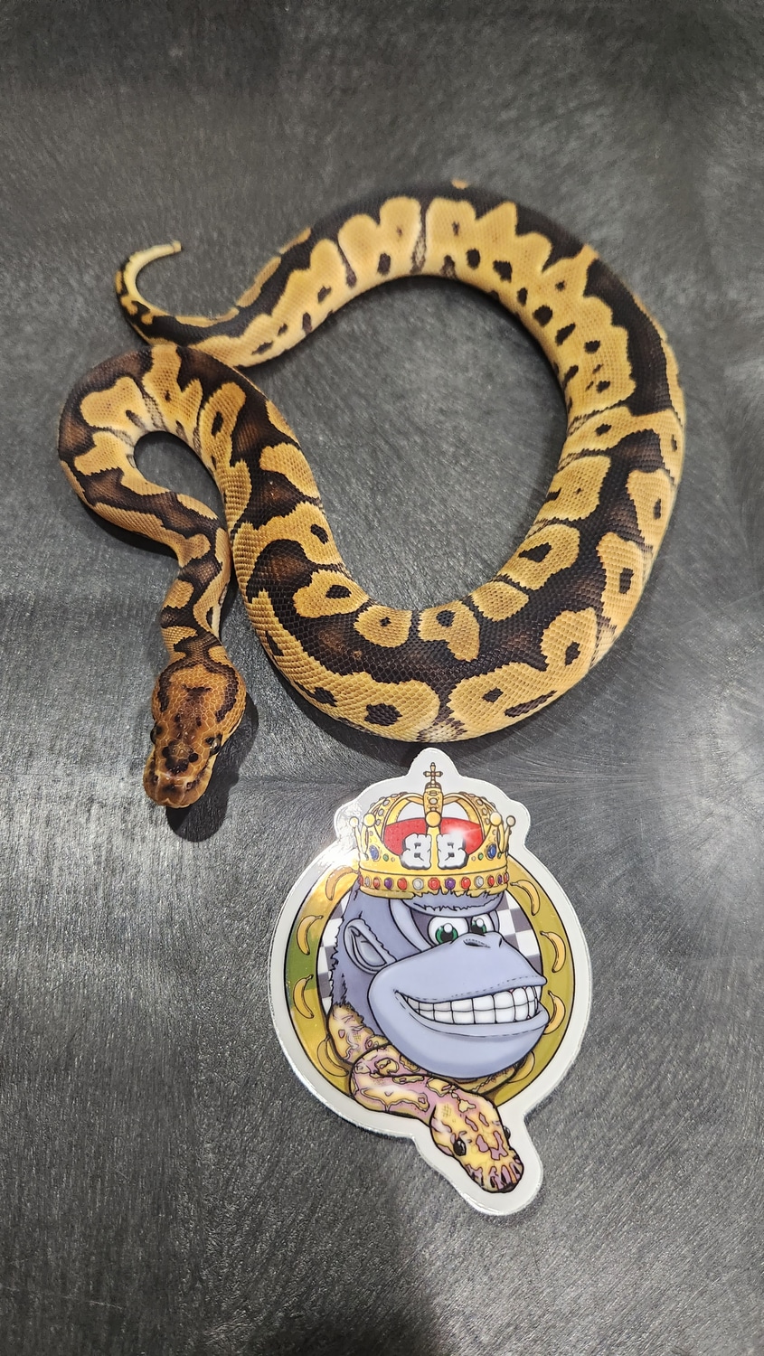 Beautiful ♀️ Spotnose Clown... Great Eater!! FREE SHIPPING Ball Python