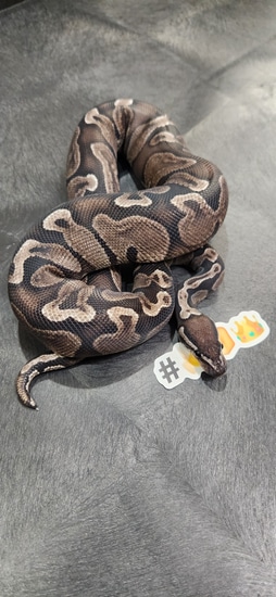 600g Ball Python Gorgeous ♀️ GHI VPI Axanthic 600g+... FREE SHIPPING!! Ball Python by ...