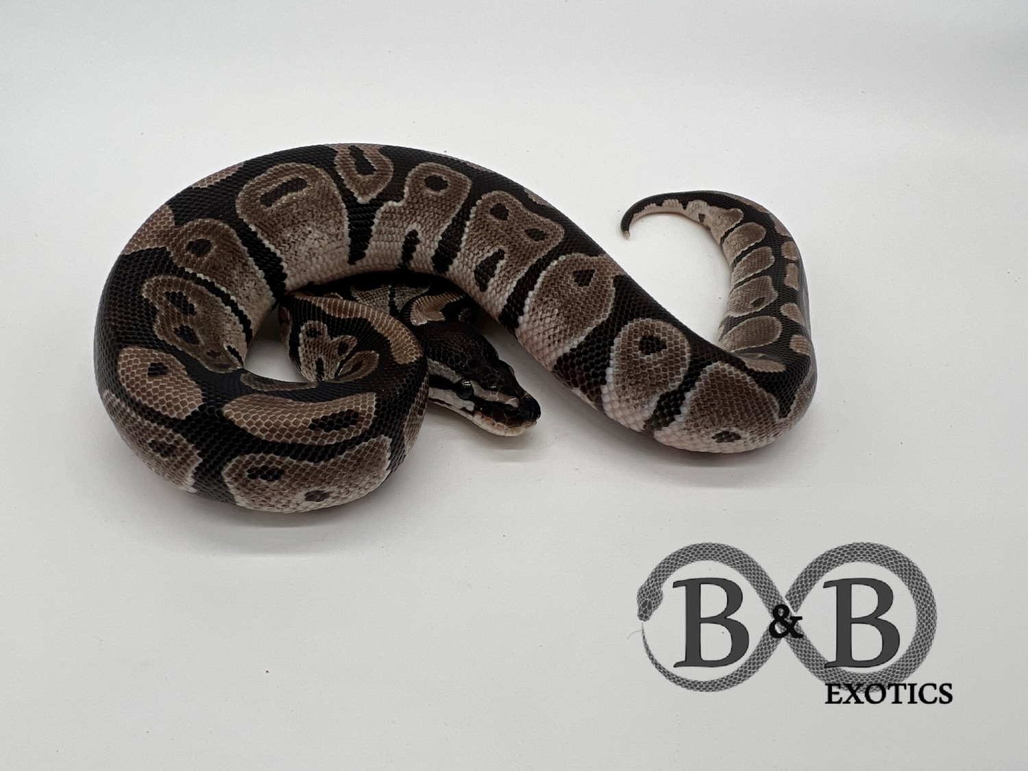 Axanthic Vpi Ball Python by B&B Exotics - MorphMarket