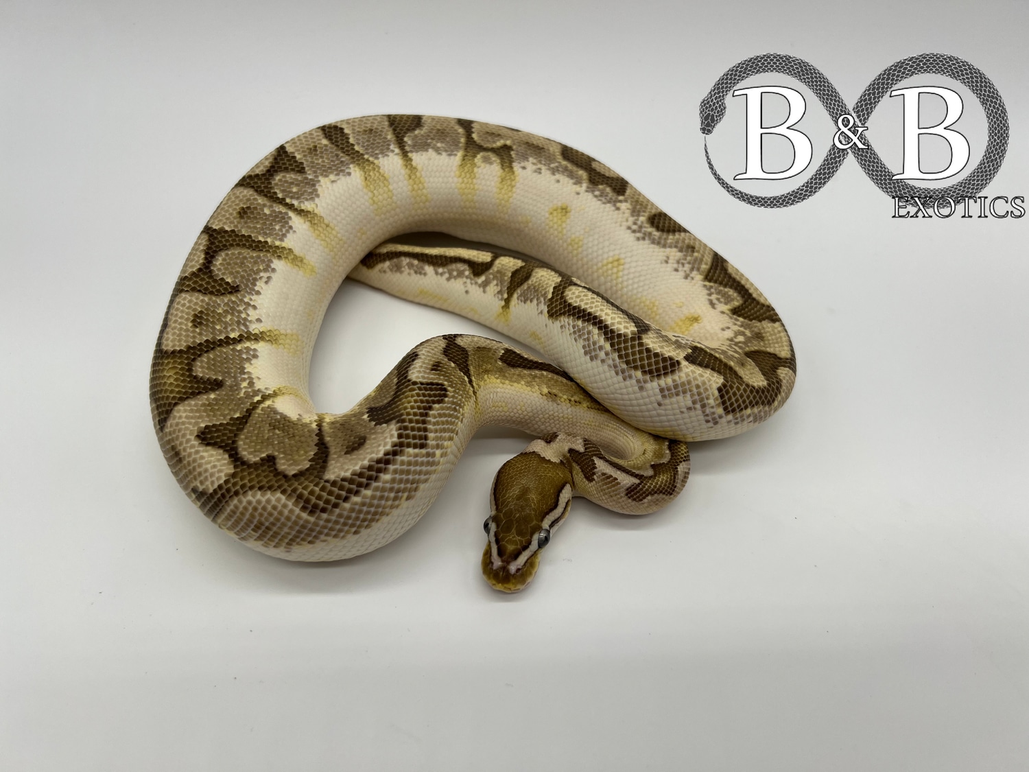 Bamboo Orange Dream Het Vpi Pos Het Albino Ball Python by B&B Exotics ...