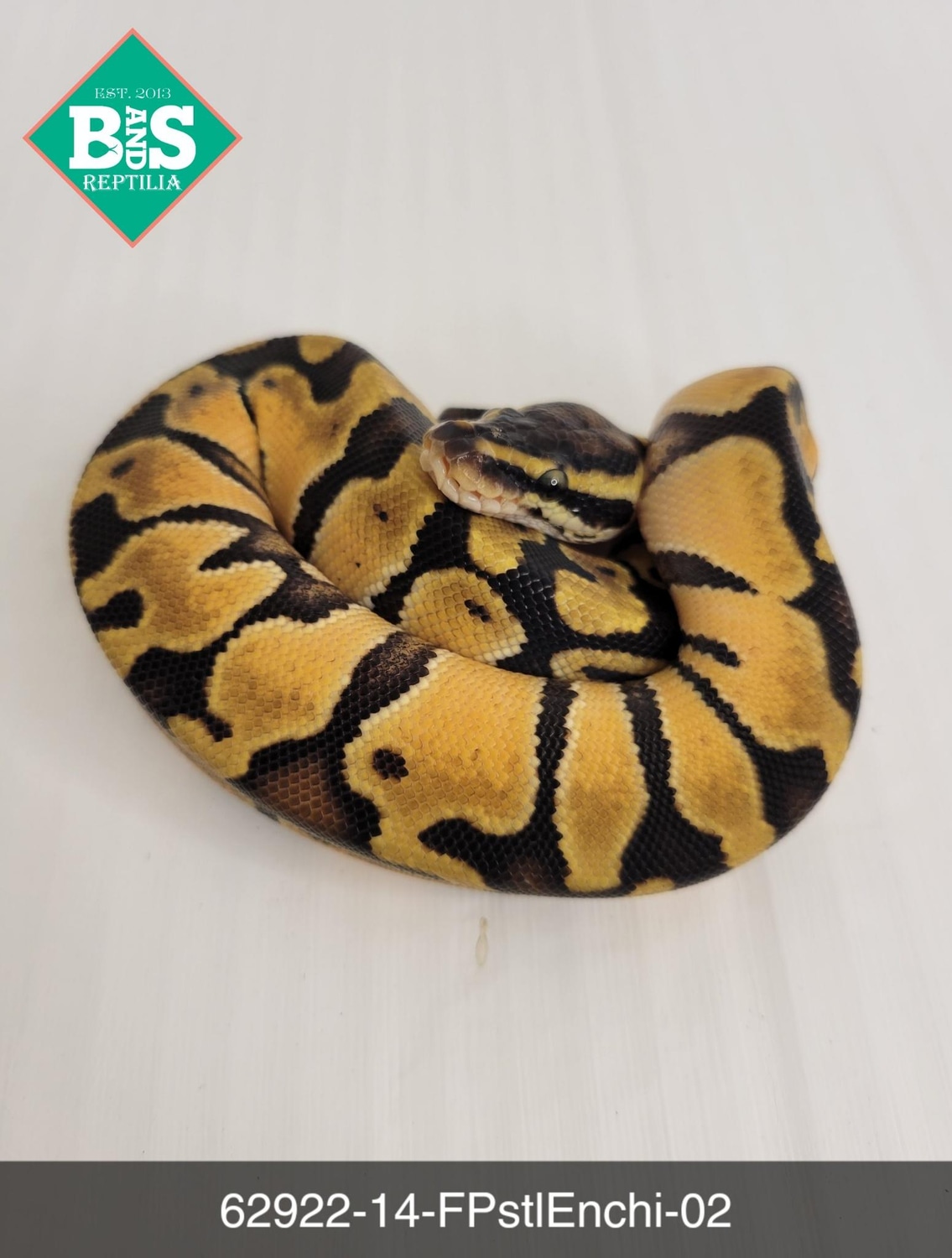Female Pastel Enchi Ball Python by B and S Reptilia MorphMarket