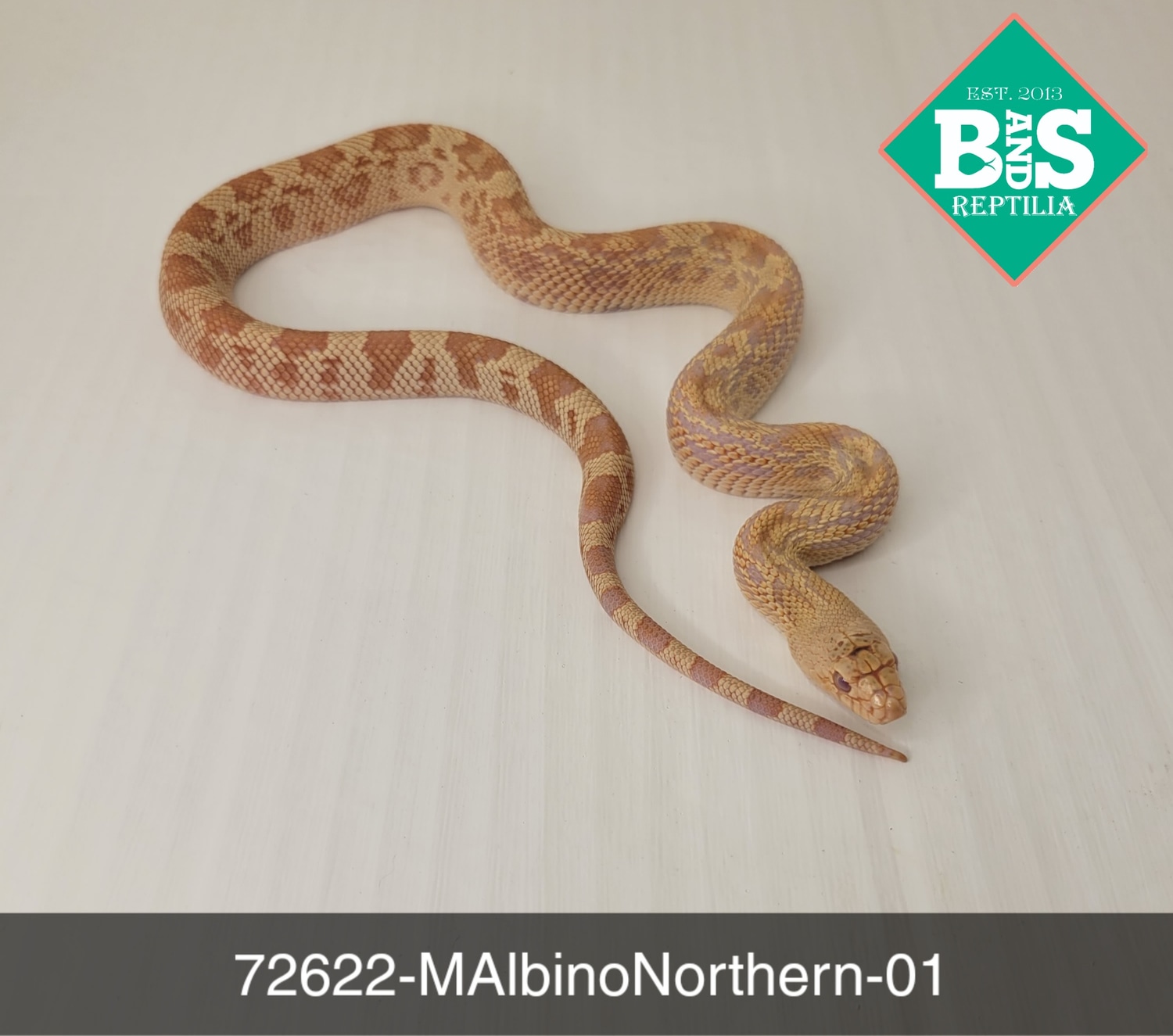 Curated visual reference: Picture Idea: Albino Northern Pine Snake By B And S Reptilia