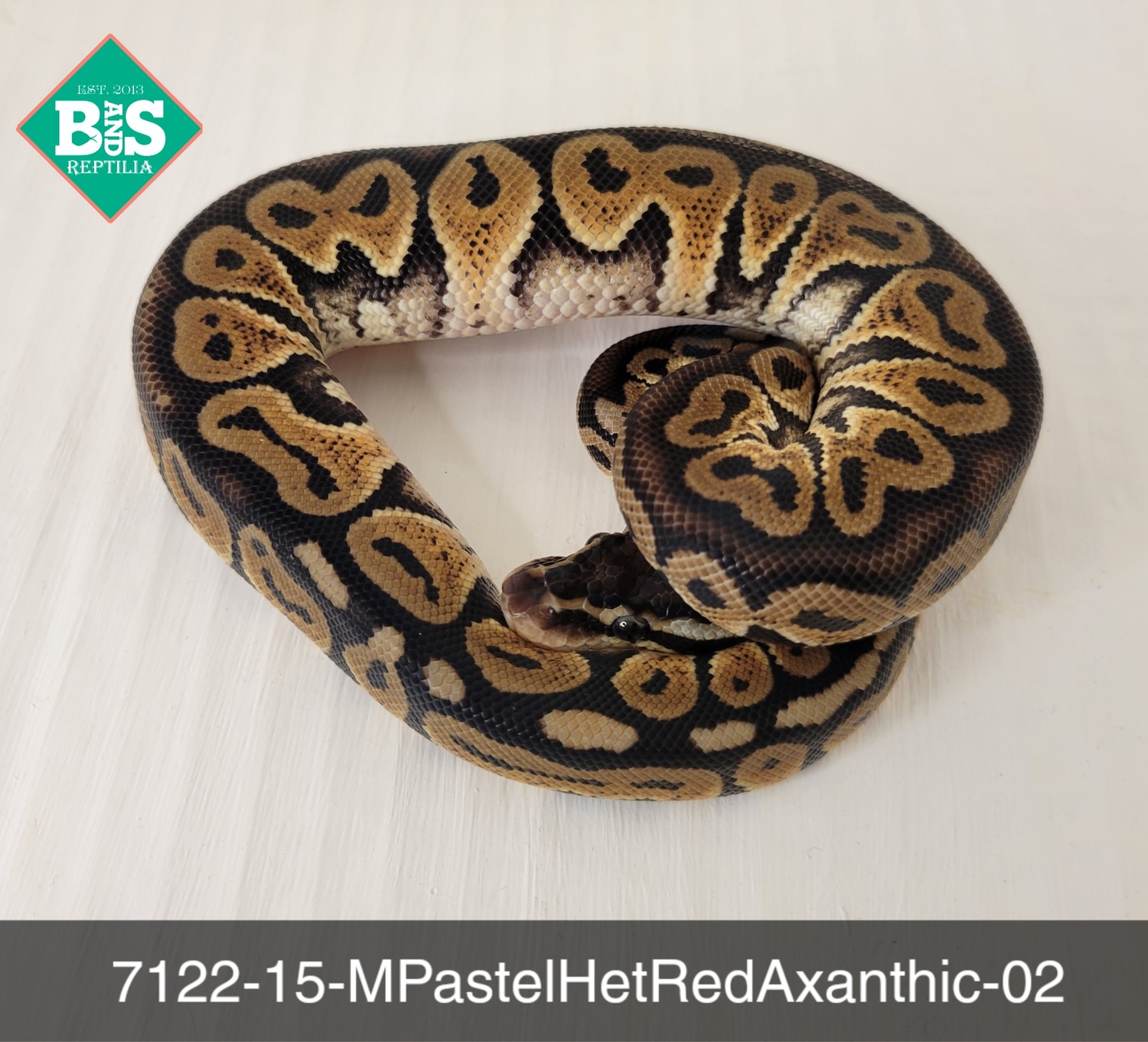 Male Pastel Het Red Axanthic Ball Python by B and S Reptilia - MorphMarket