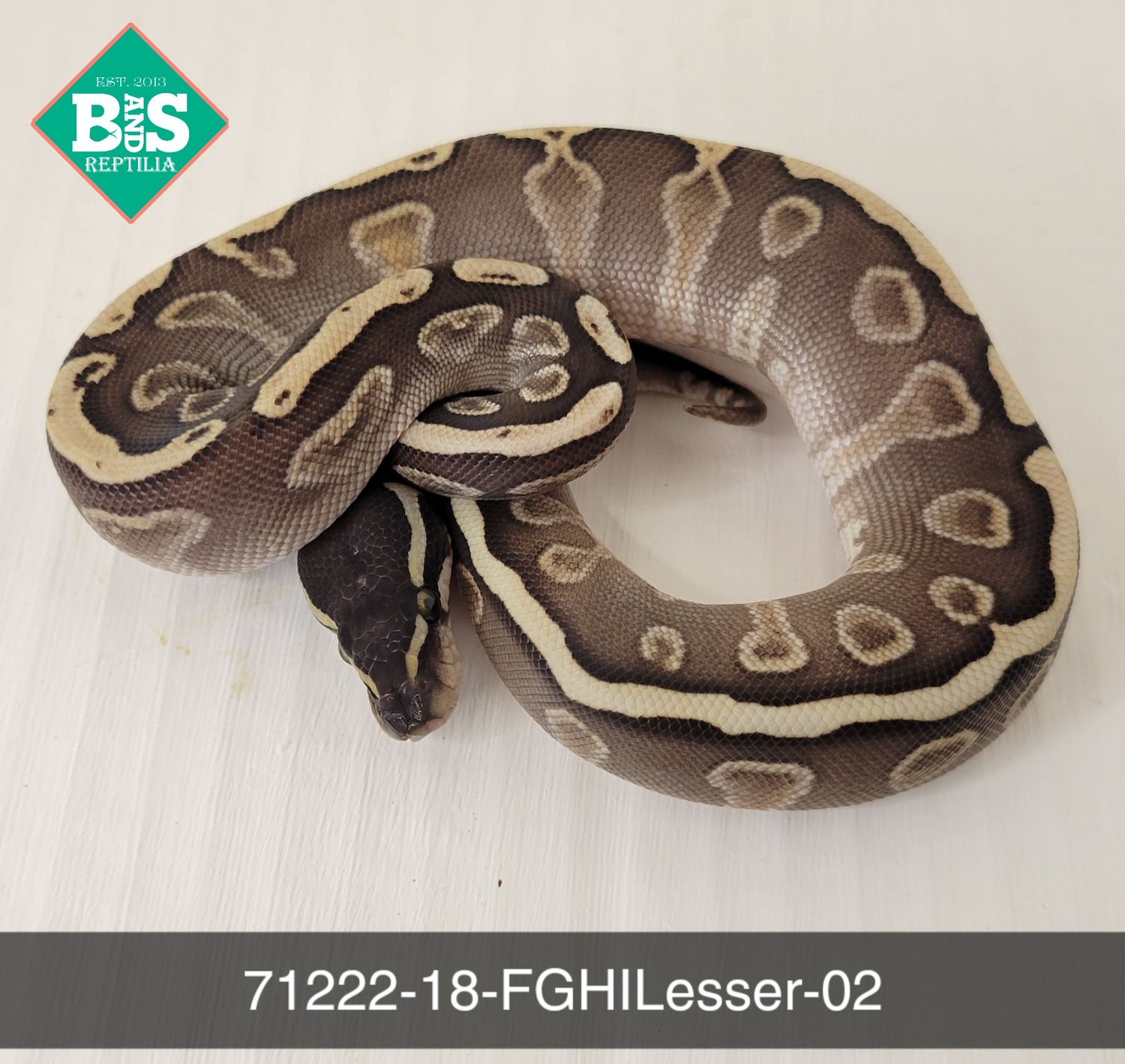 Female GHI Lesser Ball Python by B and S Reptilia - MorphMarket