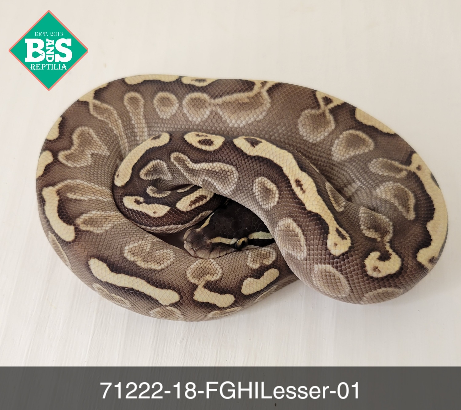 Female GHI Lesser Ball Python by B and S Reptilia - MorphMarket