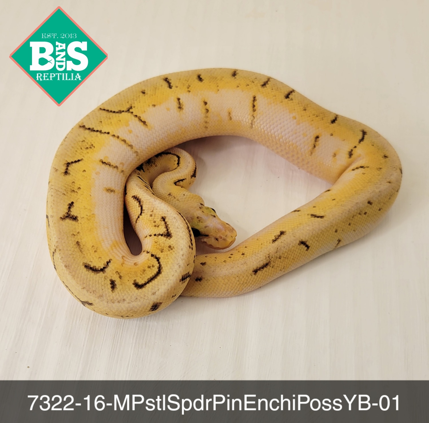 Male Pastel Spider Pinstripe Enchi Poss YB Ball Python by B and S ...