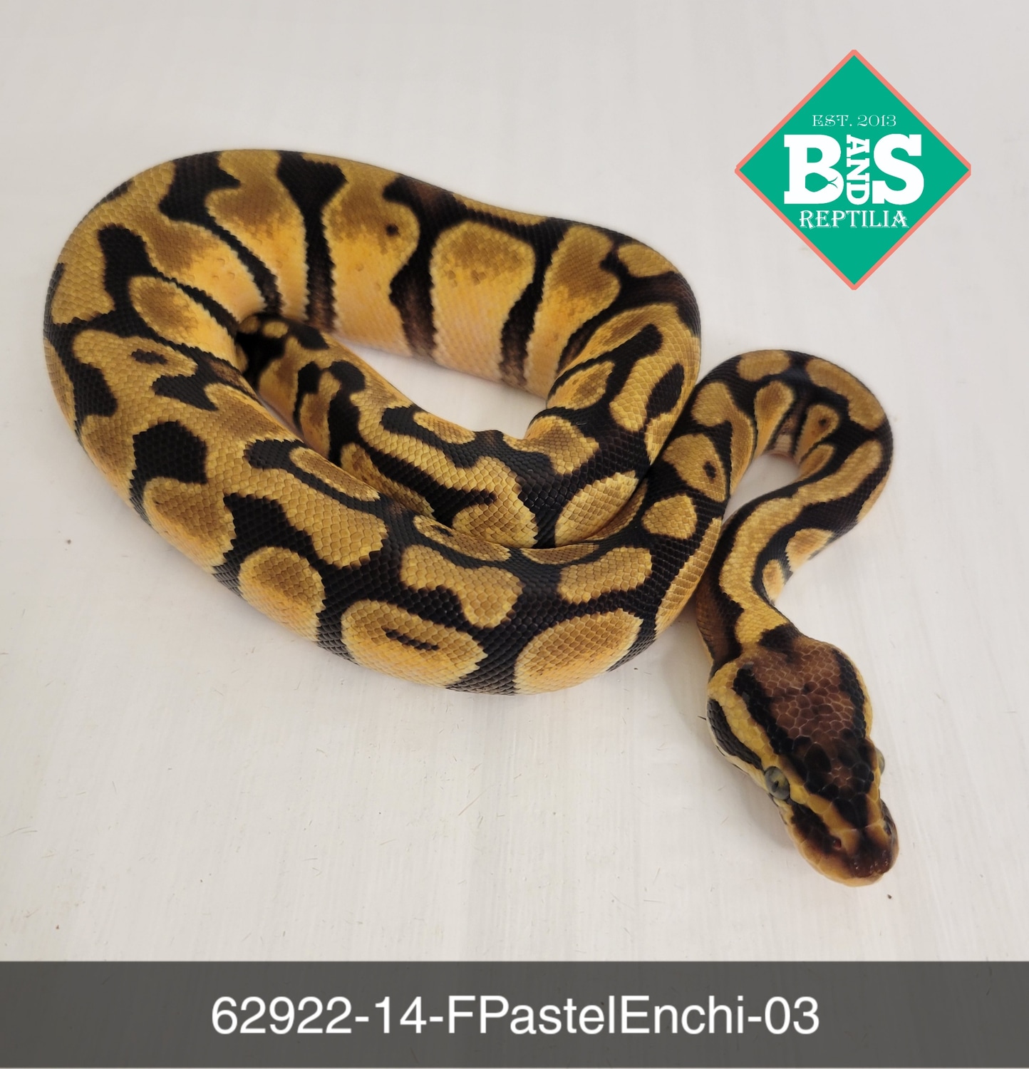 Female Pastel Enchi Ball Python by B and S Reptilia MorphMarket