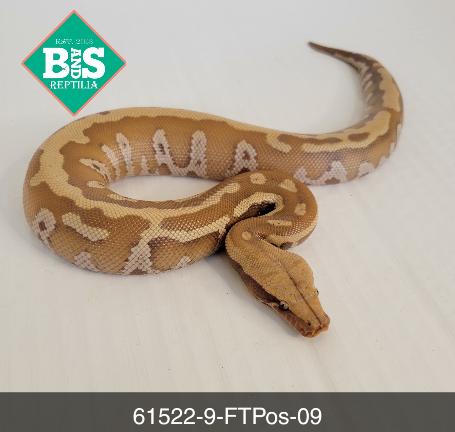 Female T-Positive Albino Blood Blood Python by B and S Reptilia ...