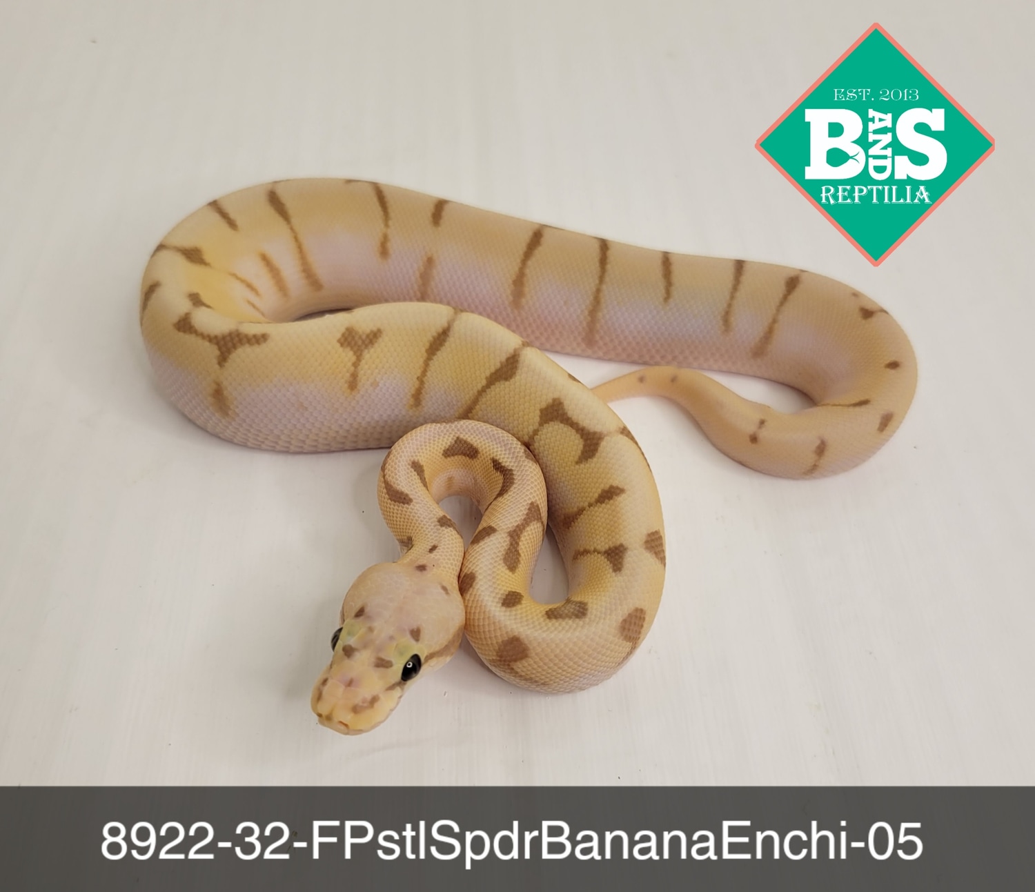 Female Pastel Spider Banana Enchi Ball Python by B and S Reptilia MorphMarket
