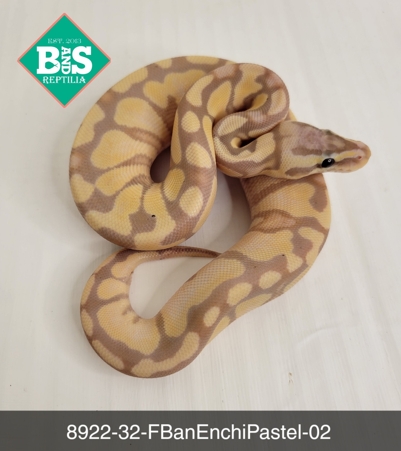 Female Banana Enchi Pastel Ball Python by B and S Reptilia MorphMarket