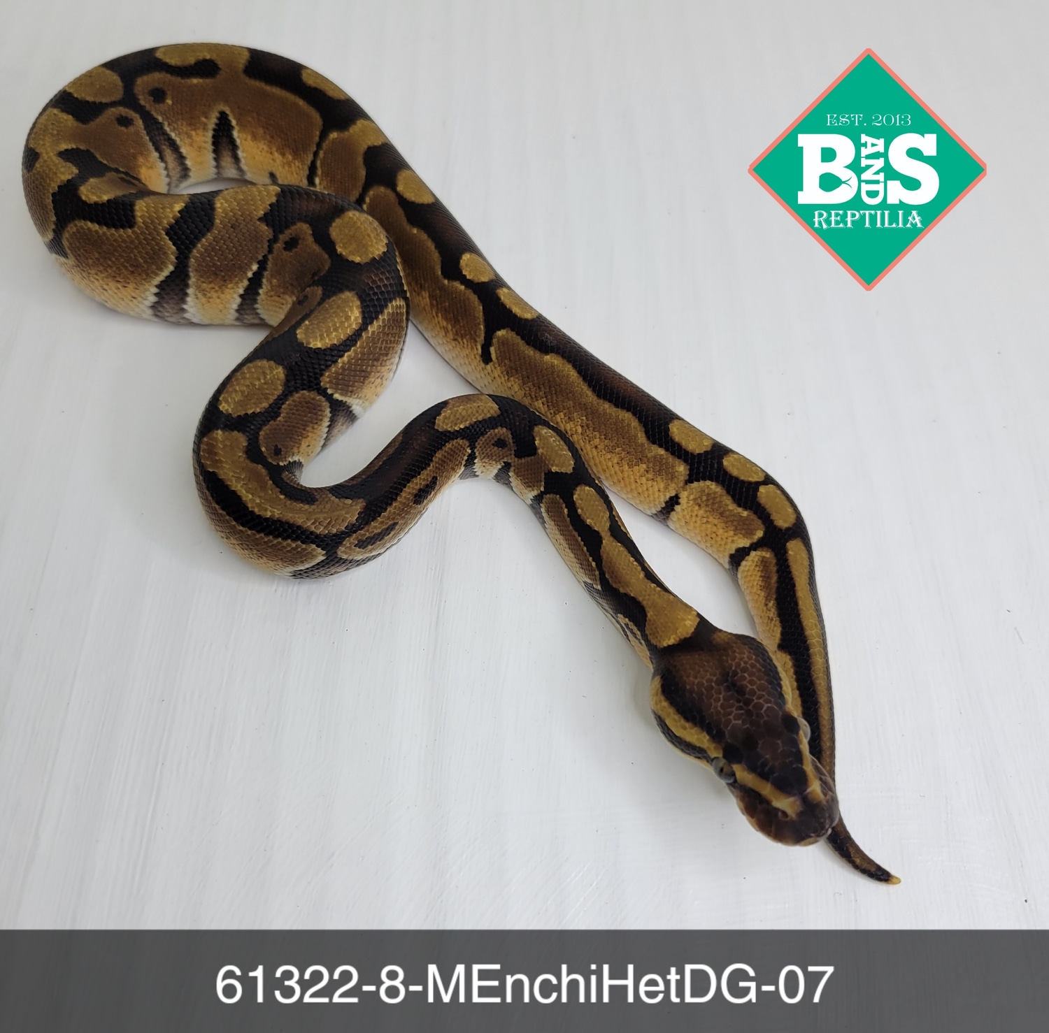 Male Enchi Het DG Ball Python by B and S Reptilia - MorphMarket