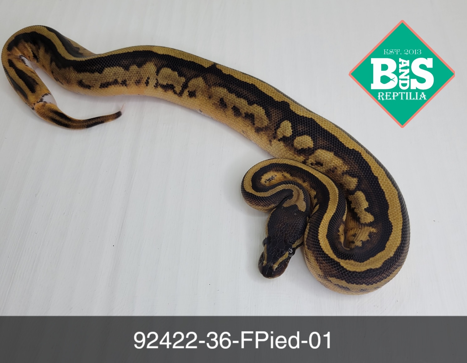 Female Pied Ball Python by B and S Reptilia - MorphMarket