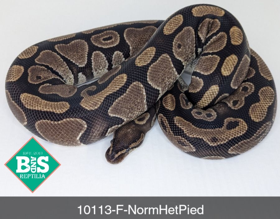 Normal Het Pied Ball Python by B and S Reptilia - MorphMarket