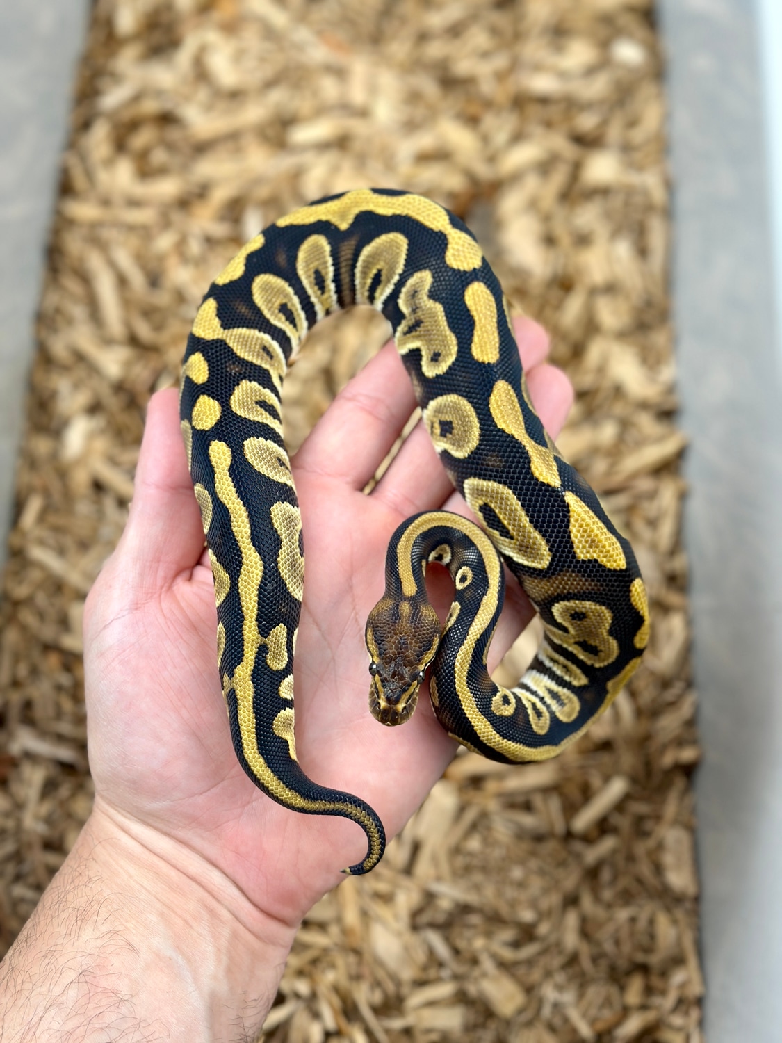 Cypress Leopard Het Clown Ball Python by Bane of my Exotics - MorphMarket