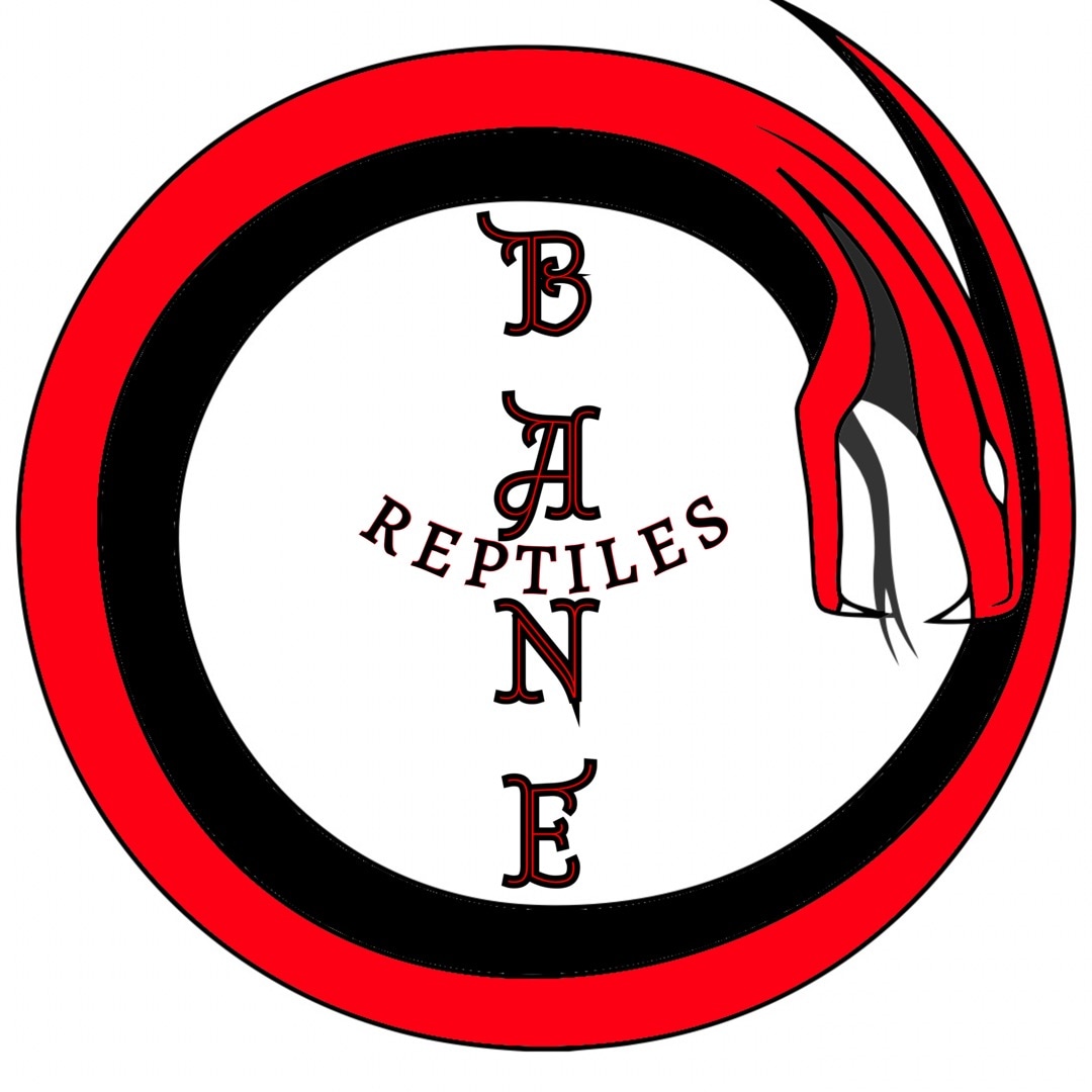 Ball python clutch 2022 1 by bane reptiles morphmarket