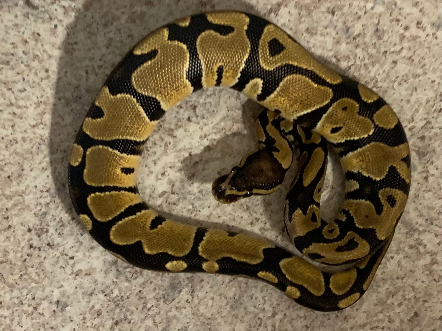Het. Enhancer, Poss.het Gstripe (Probable Gold Blush) Ball Python by