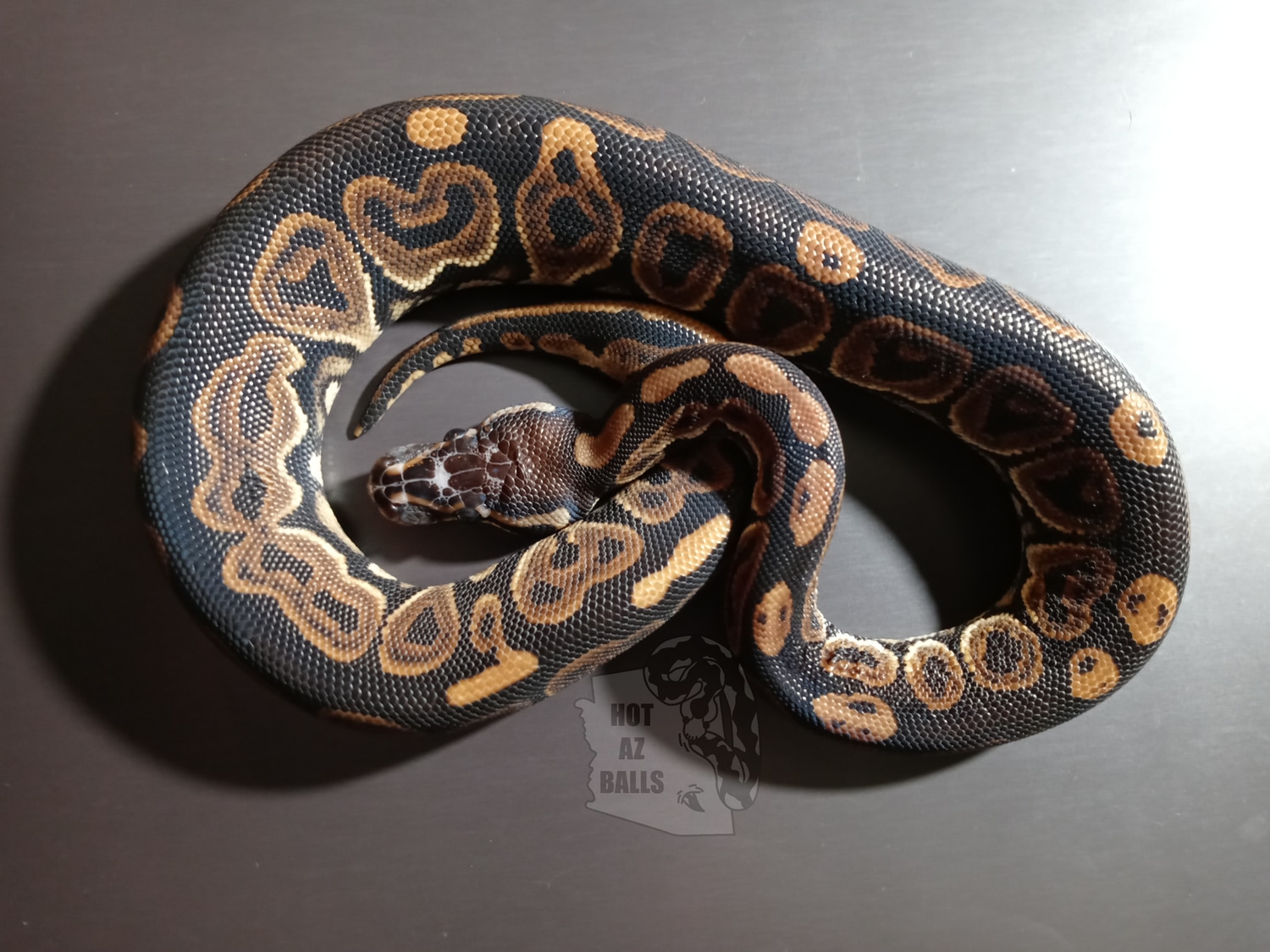 Black Pastel Scaleless Head Ball Python by Hot-AZ- Balls - MorphMarket