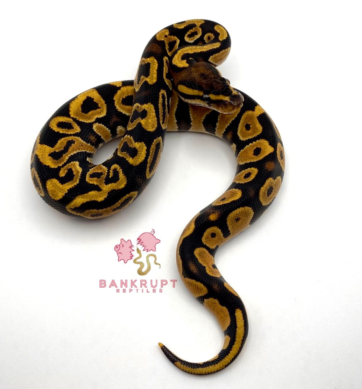 Orange Dream Yellow Belly/ Gravel Ball Python by Bankrupt Reptiles