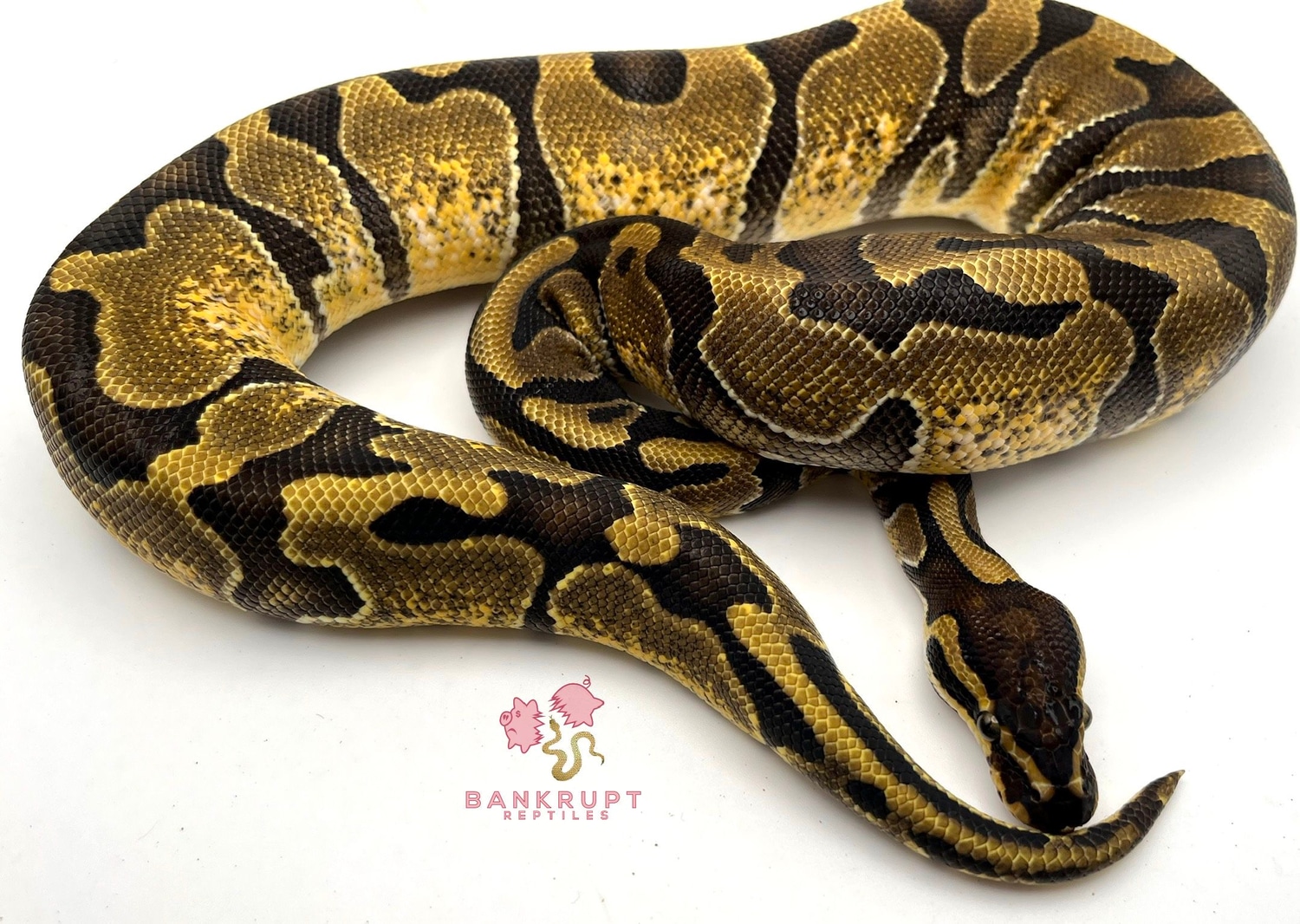 Enchi Het Pied Ball Python by Bankrupt Reptiles - MorphMarket