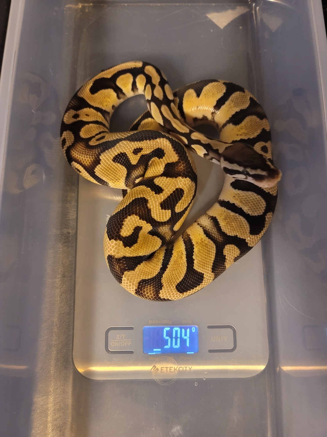 DH Desert Ghost Pied Pastel Ball Python by 3b Balls MorphMarket