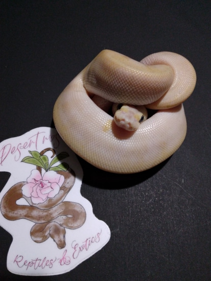 Champagne Cinnamon Pastel Pos Pinstripe Ball Python by Desert Rose ...