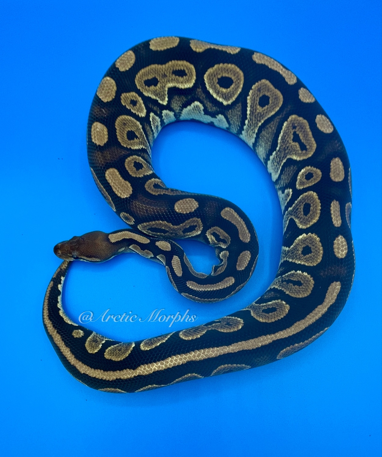 Cinnamon Het Pied Ball Python by Arctic Morphs - MorphMarket