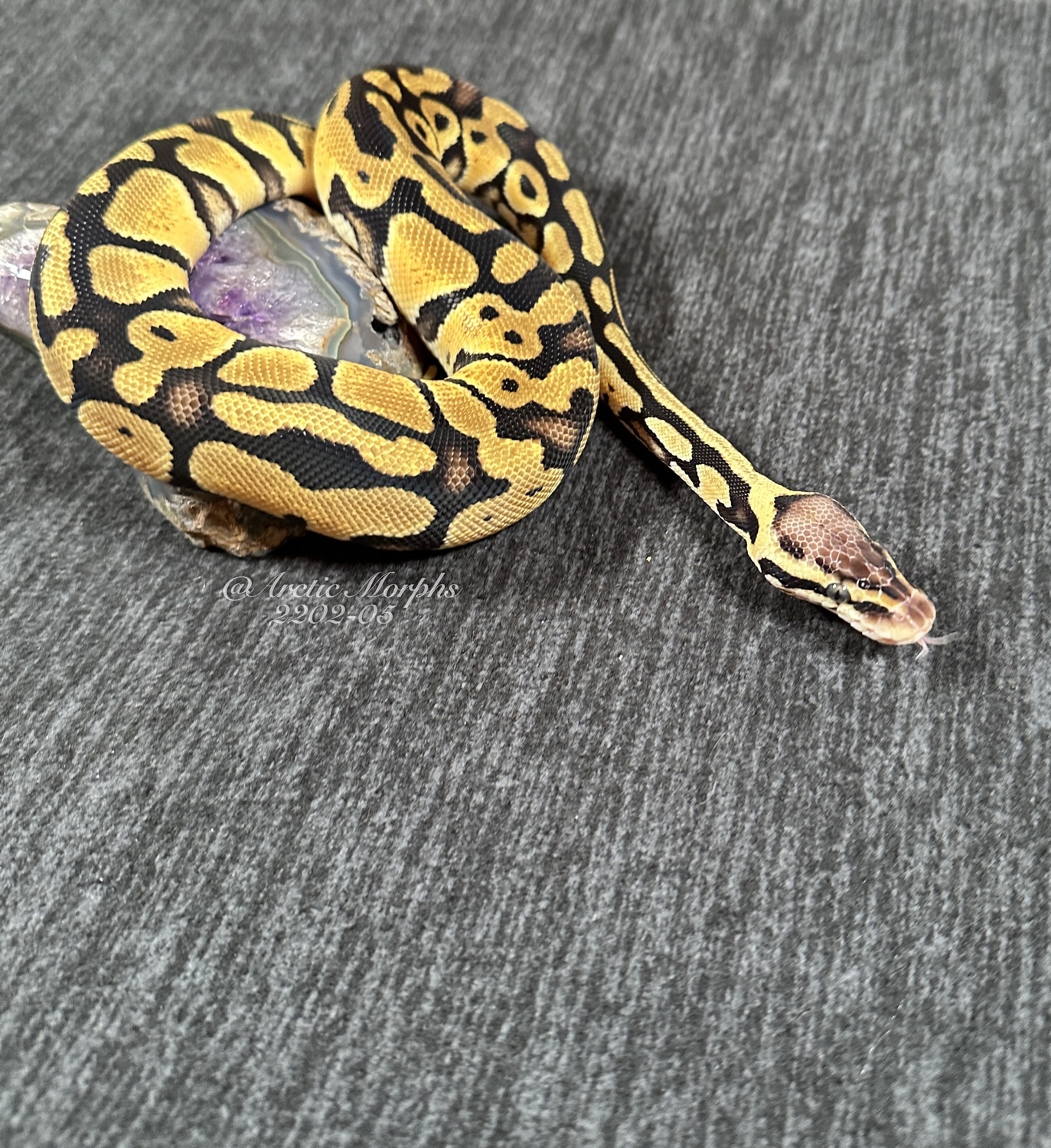 Mera-Pastel Specter 100% Het DG And TSK Axanthic 50% Het Clown Or ...