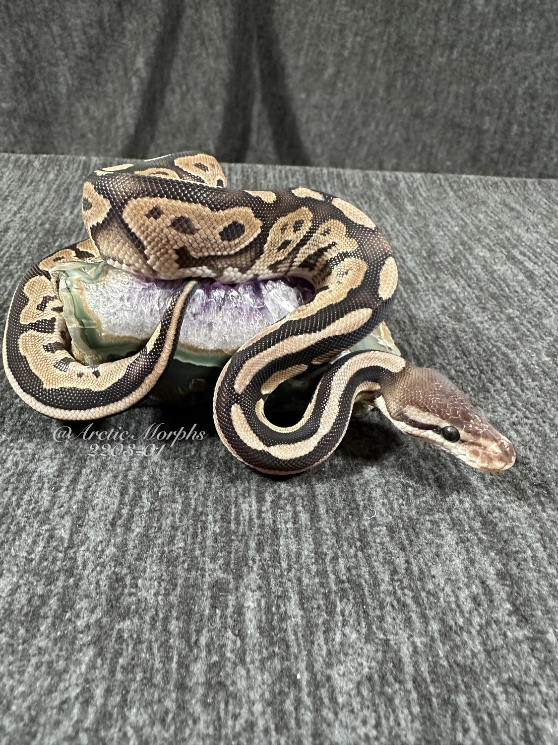 Cinnamon Specter 100% Het Desert Ghost 50% Het Cryptic Ball Python by ...