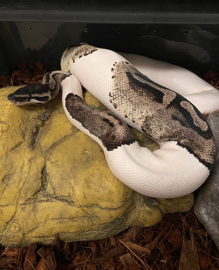 Hela-Tsk Axanthic Pied Ball Python by Arctic Morphs
