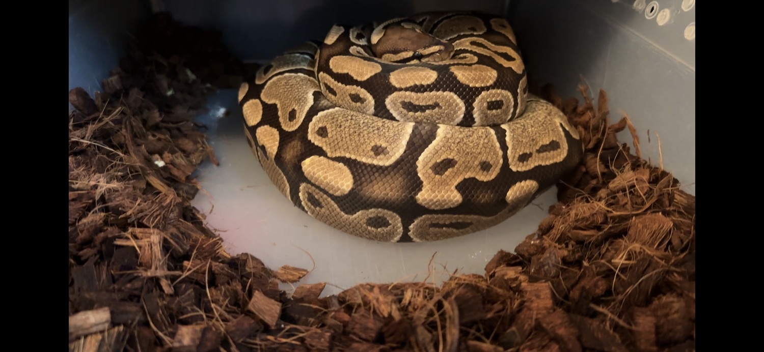 Spectrum Ball Python by Arctic Morphs - MorphMarket