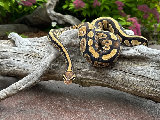 Specter 100% Het Desert Ghost 50% Het Cryptic Ball Python by Arctic Morphs