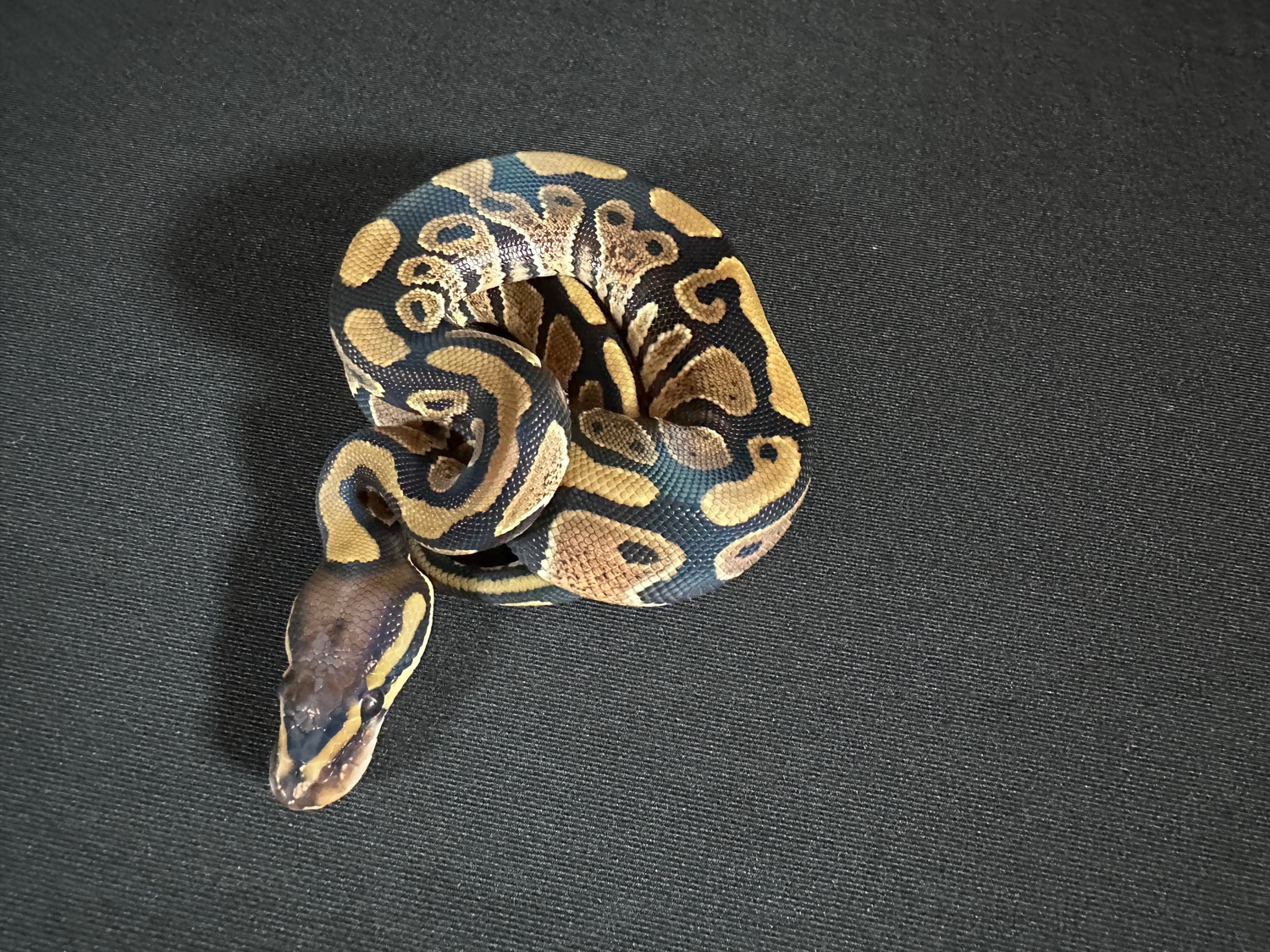 Wild Type Het Desert Ghost 50% Het Cryptic Ball Python by Arctic Morphs ...