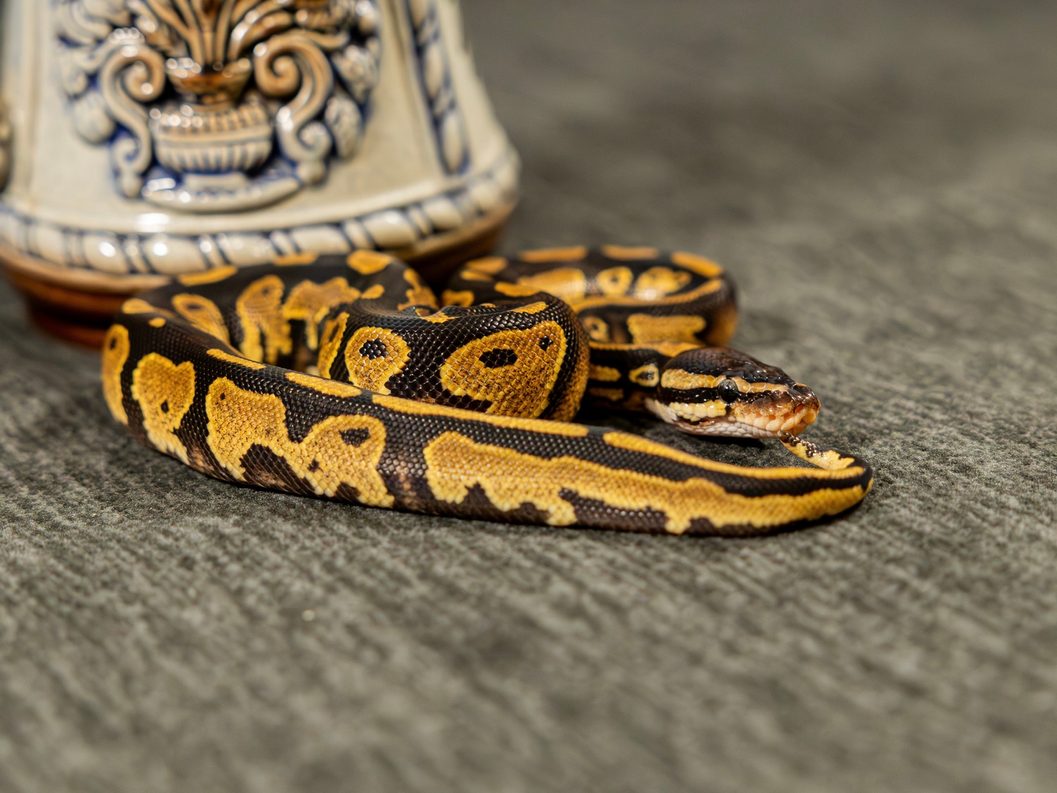 Yellow Belly Het Axanthic (TSK) Het Piebald Ball Python by Arctic ...