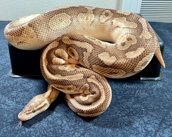 Pastel Lesser Cinnamon Ball Python by Arctic Morphs