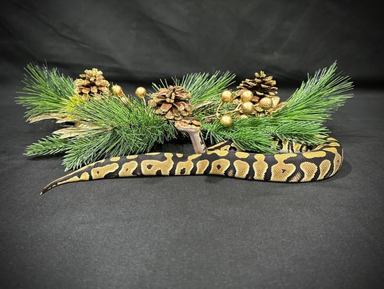 Wild Type Het Desert Ghost 50% Het Cryptic Ball Python by Arctic Morphs